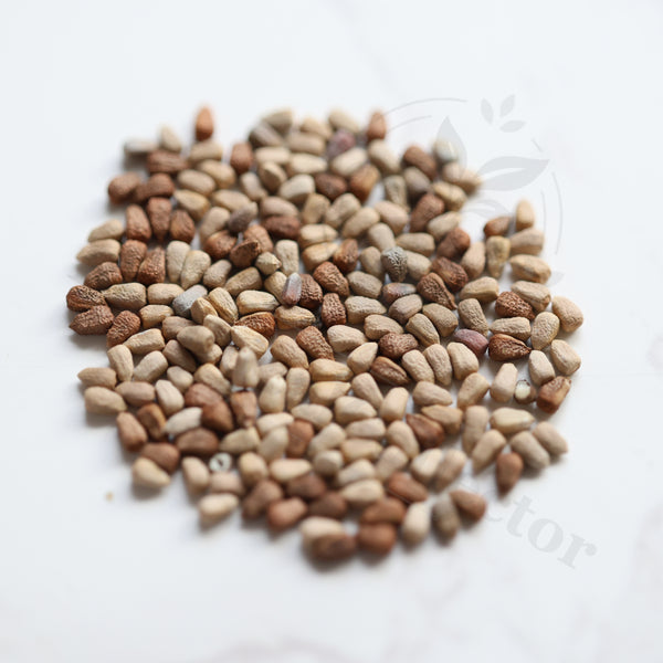 Euphorbia namuskluftensis Seeds — Euphorbia — 2026 seed listing — 1 Seed — image 1: loose seeds displayed on a light background