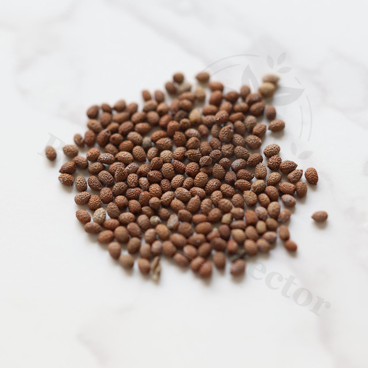 Euphorbia decaryi Seeds — Euphorbia — 2026 seed listing — 1 Seed — image 1: loose seeds displayed on a light background