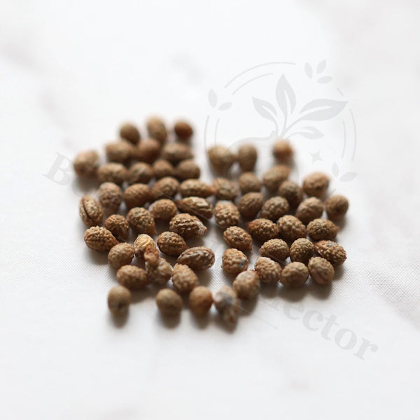 Euphorbia samburuensis Seeds — Euphorbia — 2026 seed listing — 1 Seed — image 1: loose seeds displayed on a light background