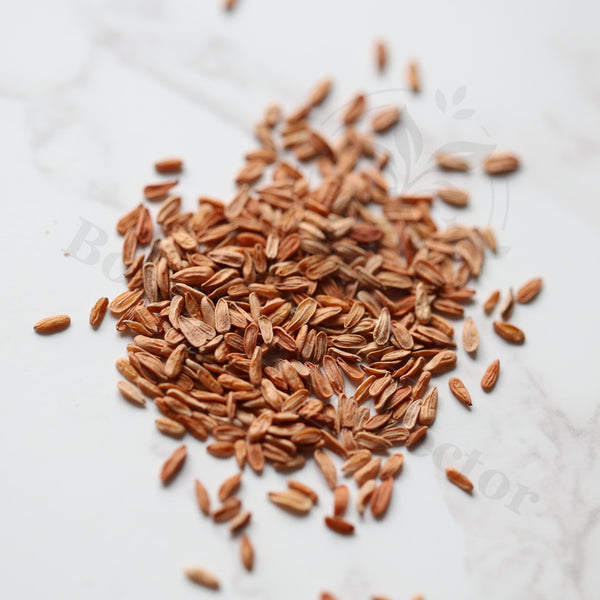 Pachypodium brevicaule Seeds — Pachypodium — 2026 seed listing — 1 Seed — image 1: loose seeds displayed on a light background