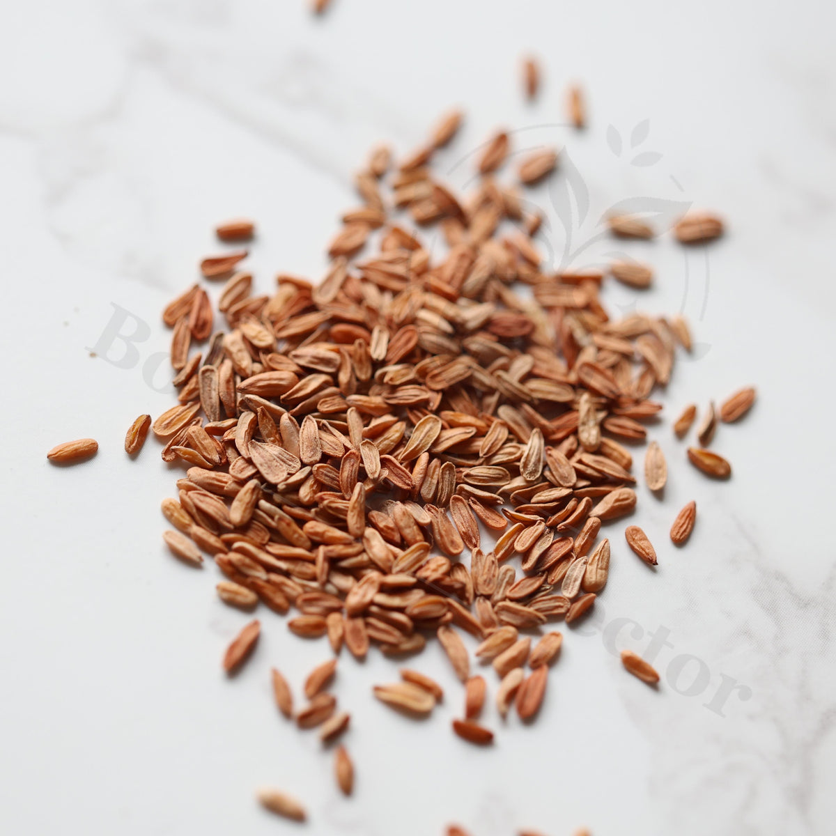 Pachypodium brevicaule Seeds — Pachypodium — 2026 seed listing — 1 Seed — image 1: loose seeds displayed on a light background