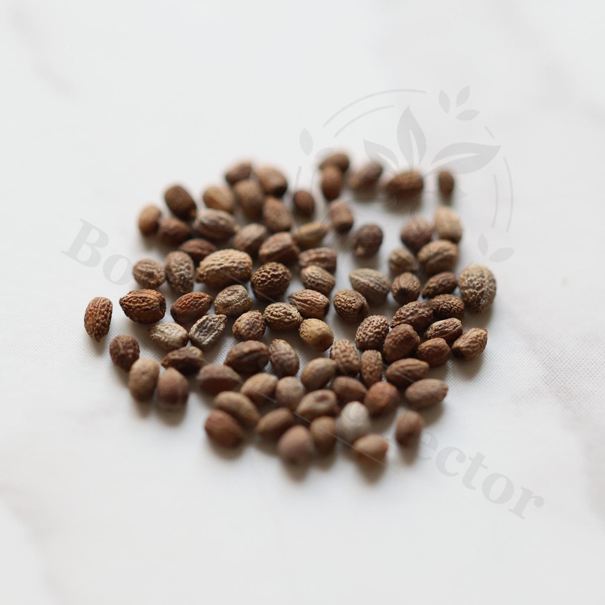 Euphorbia parvimedusae Seeds — Euphorbia — 2026 seed listing — 1 Seed — image 1: loose seeds displayed on a light background