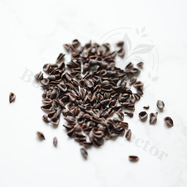 Pseudolithos migiurtinus Seeds — Pseudolithos — 2026 seed listing — 1 Seed — image 1: loose seeds displayed on a light background