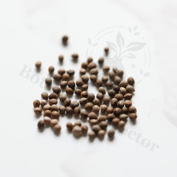 Euphorbia susannae Seeds — Euphorbia — 2026 seed listing — 1 Seed — image 1: loose seeds displayed on a light background