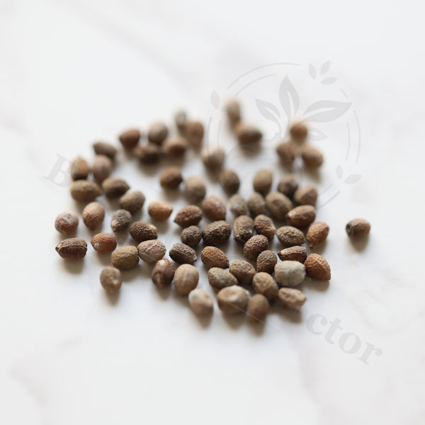 Euphorbia parvimedusae hyb Seeds — Euphorbia — 2026 seed listing — 1 Seed — image 1: loose seeds displayed on a light background