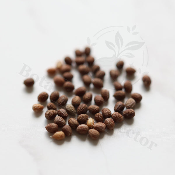 Euphorbia furcata Seeds