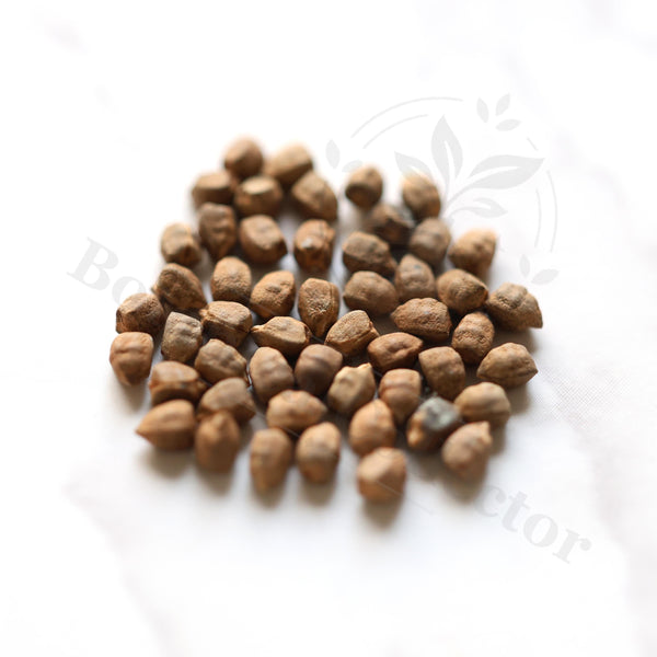Euphorbia longituberculosa Seeds — Euphorbia — 2026 seed listing — 1 Seed — image 1: loose seeds displayed on a light background