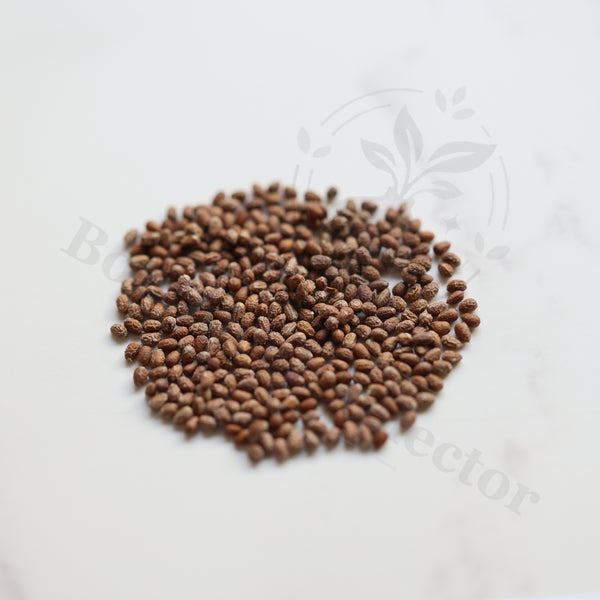 Euphorbia louwii Seeds — Euphorbia — 2026 seed listing — 1 Seed — image 1: loose seeds displayed on a light background