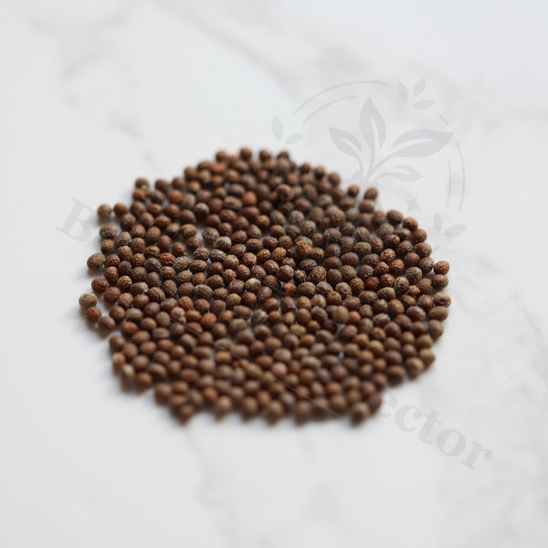 Euphorbia sp. Mutomo Seeds — Euphorbia — 2026 seed listing — 1 Seed — image 1: loose seeds displayed on a light background