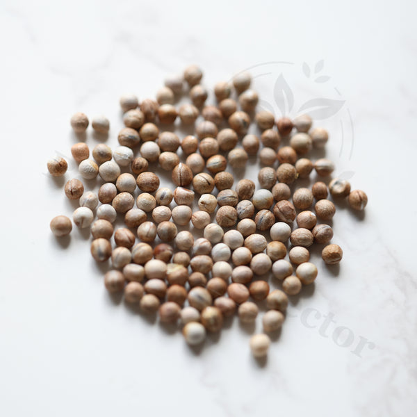 Euphorbia tortirama Seeds — Euphorbia — 2026 seed listing — 1 Seed — image 1: loose seeds displayed on a light background