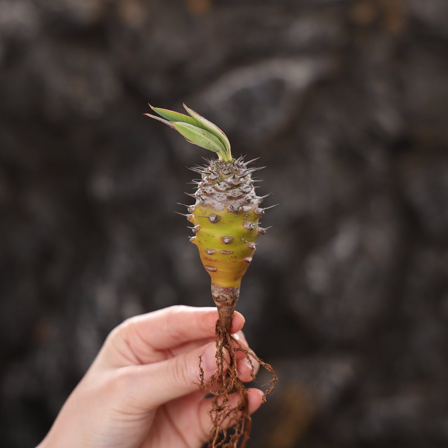 Euphorbia pachypodioides