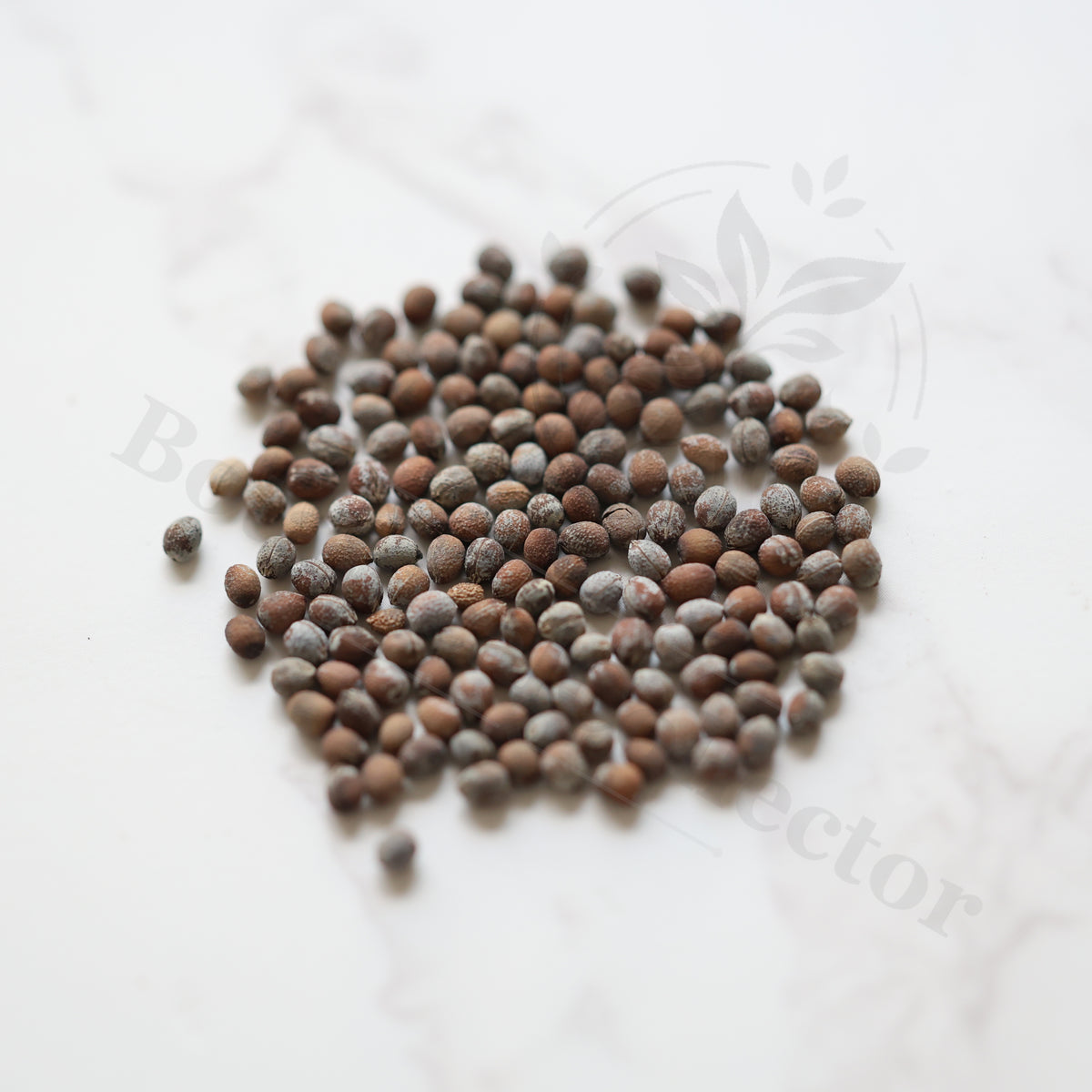 Euphorbia bergeri Seeds — Euphorbia — 2026 seed listing — 1 Seed — image 1: loose seeds displayed on a light background