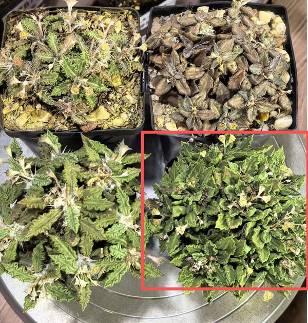 Euphorbia tulearensis - BotanicalCollector