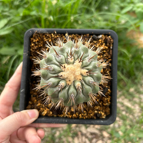 Copiapoa cinerea