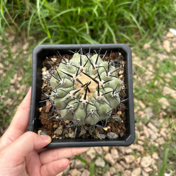 Copiapoa cinerea