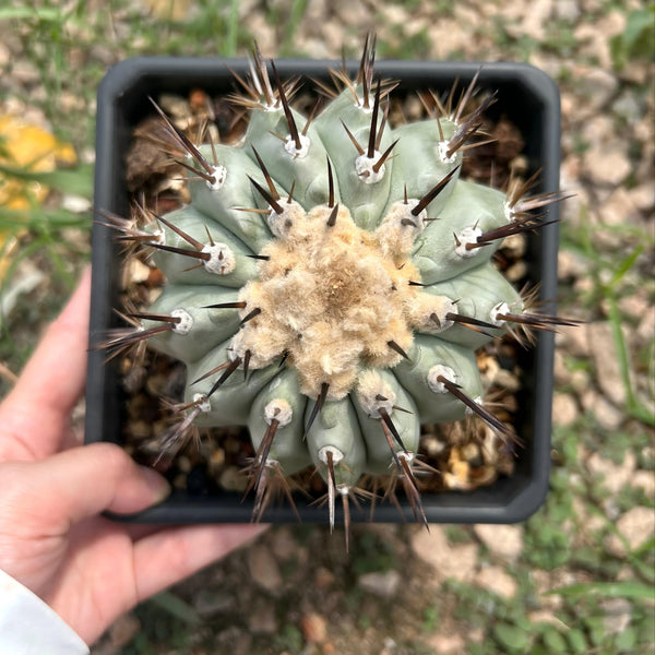 Copiapoa cinerea