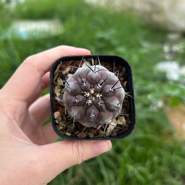 Copiapoa cinerea