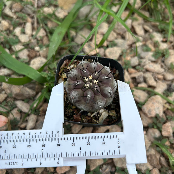 Copiapoa cinerea
