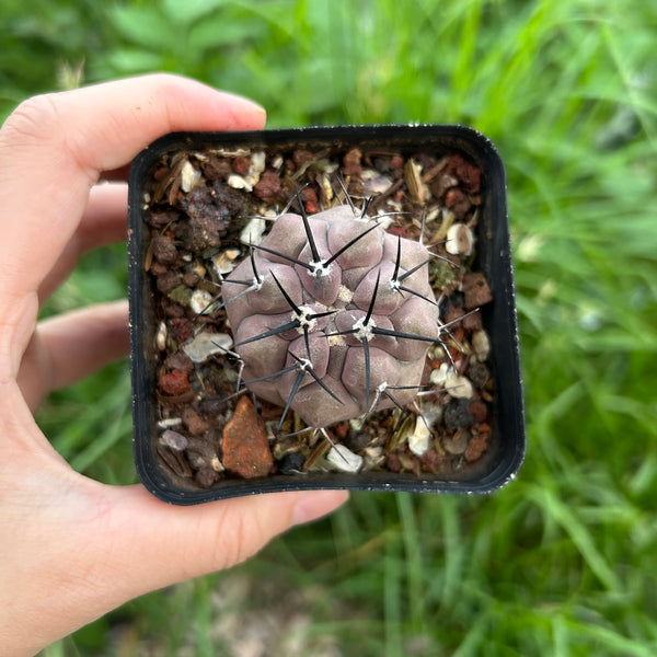 Copiapoa cinerea