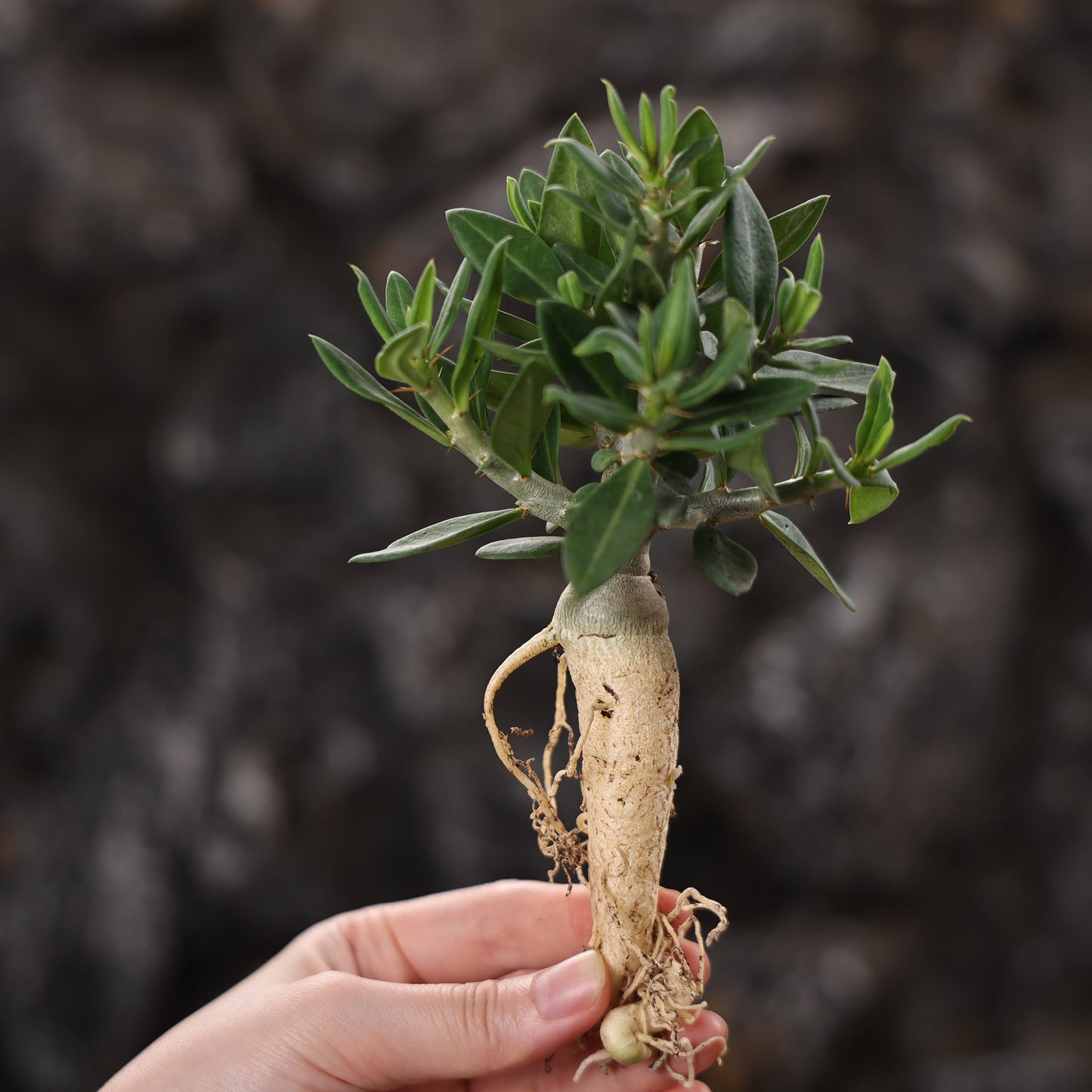 Pachypodium bispinosum