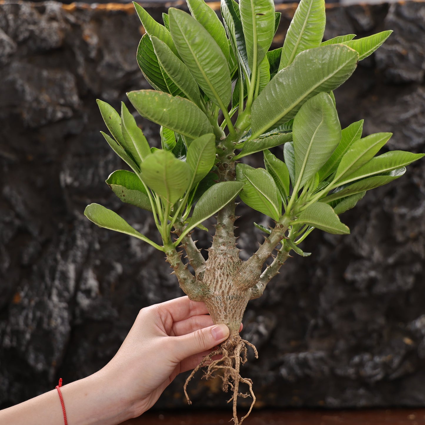 Pachypodium baronii var.windsorii