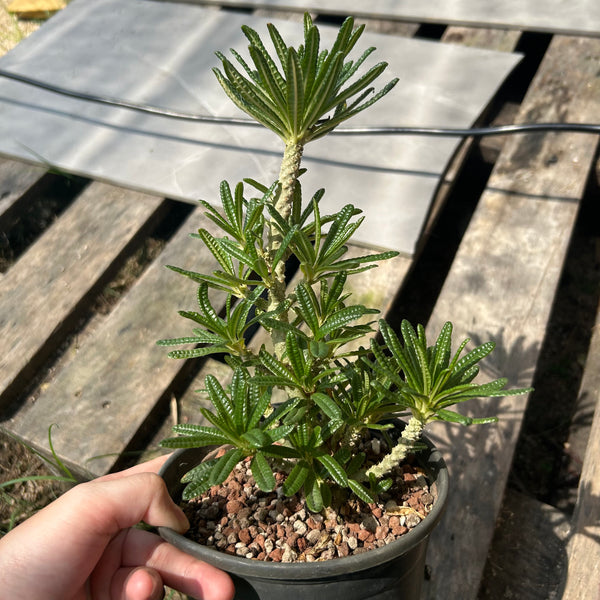 Dorstenia gigas bullata — plant photograph 1