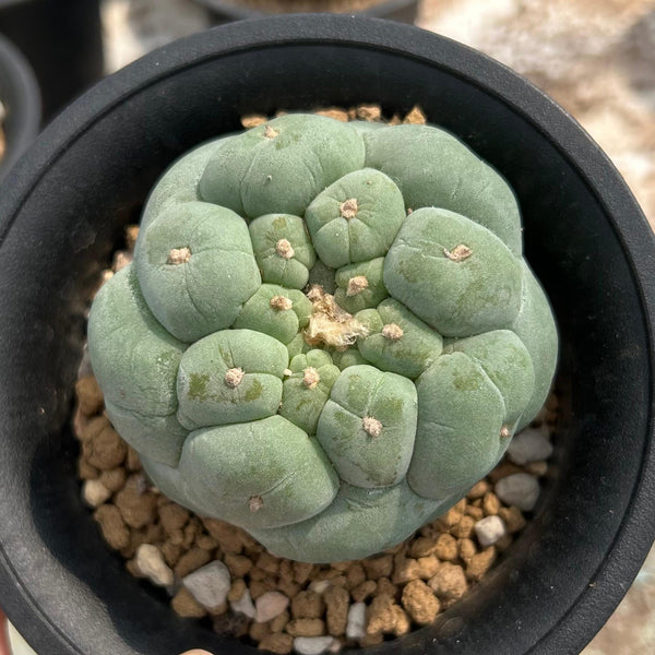 Lophophora fricii