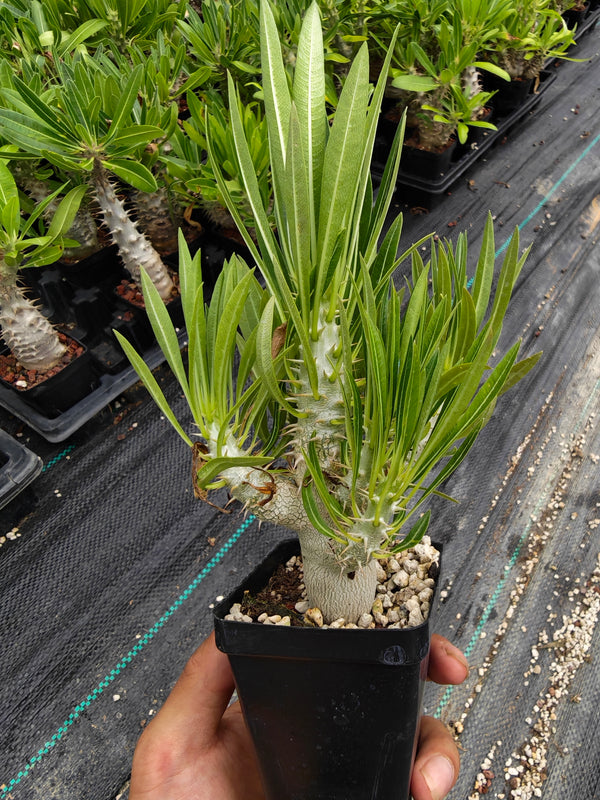 Pachypodium inopinatum — plant photograph 1