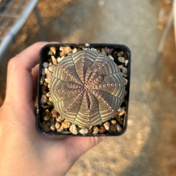 Euphorbia obesa — Euphorbia — listed size W5.1cm — No.7372 — image 9: potted ribbed, rounded plant viewed from above