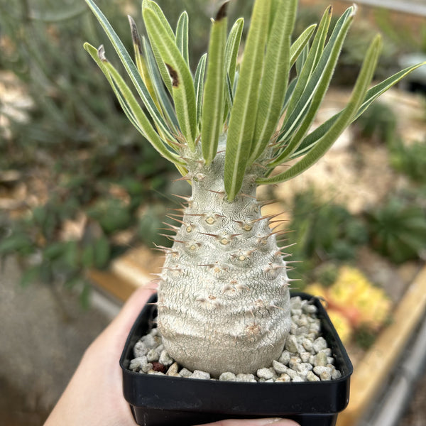 Pachypodium rosulatum var. gracilius