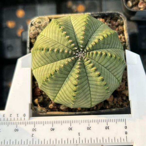 Euphorbia obesa