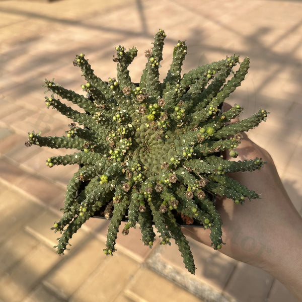 Euphorbia gorgonis