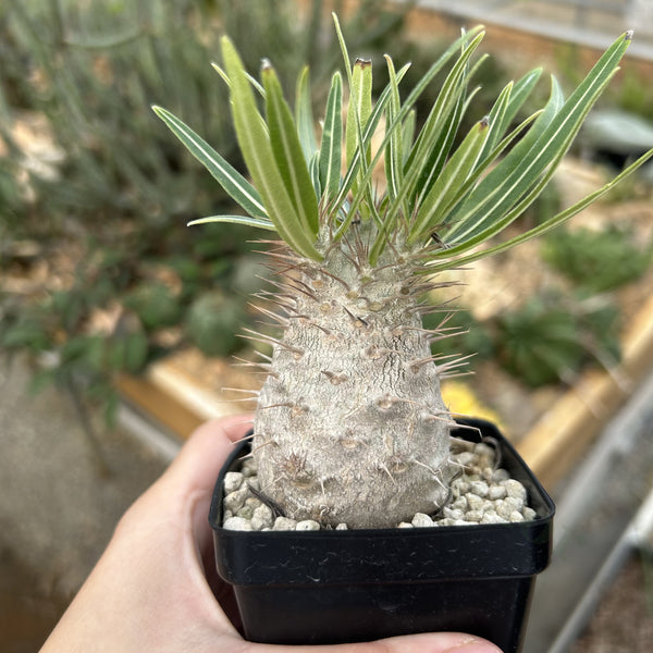 Pachypodium rosulatum var. gracilius