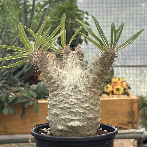 Pachypodium rosulatum var. gracilius