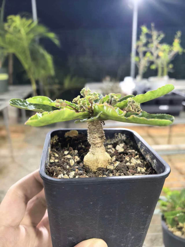 Euphorbia subapoda - BotanicalCollector