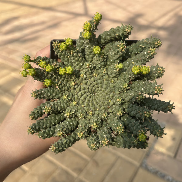 Euphorbia gorgonis