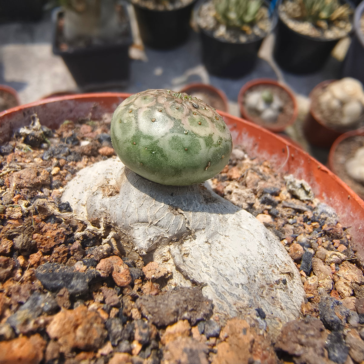 Euphorbia turbiniformis-Euphorbia-W1.5-2cm-image-3