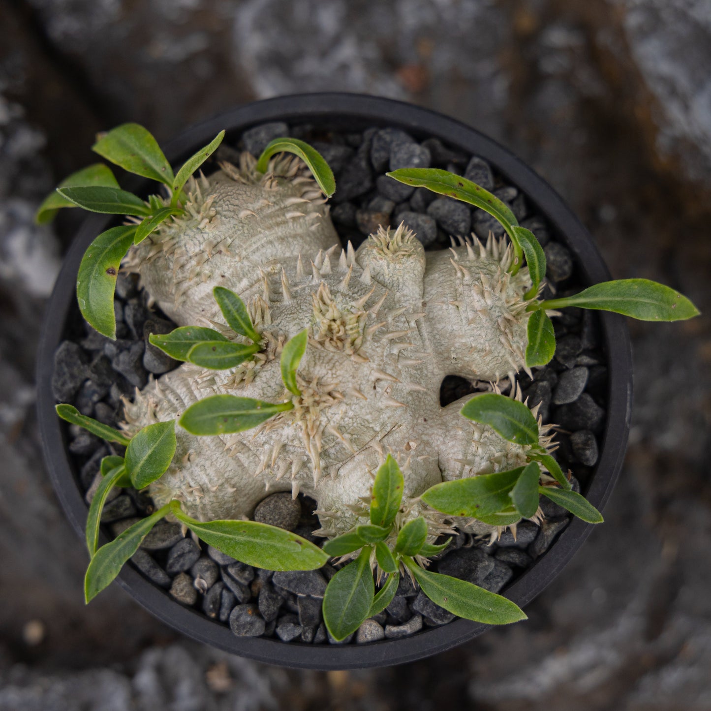 Pachypodium brevicaule