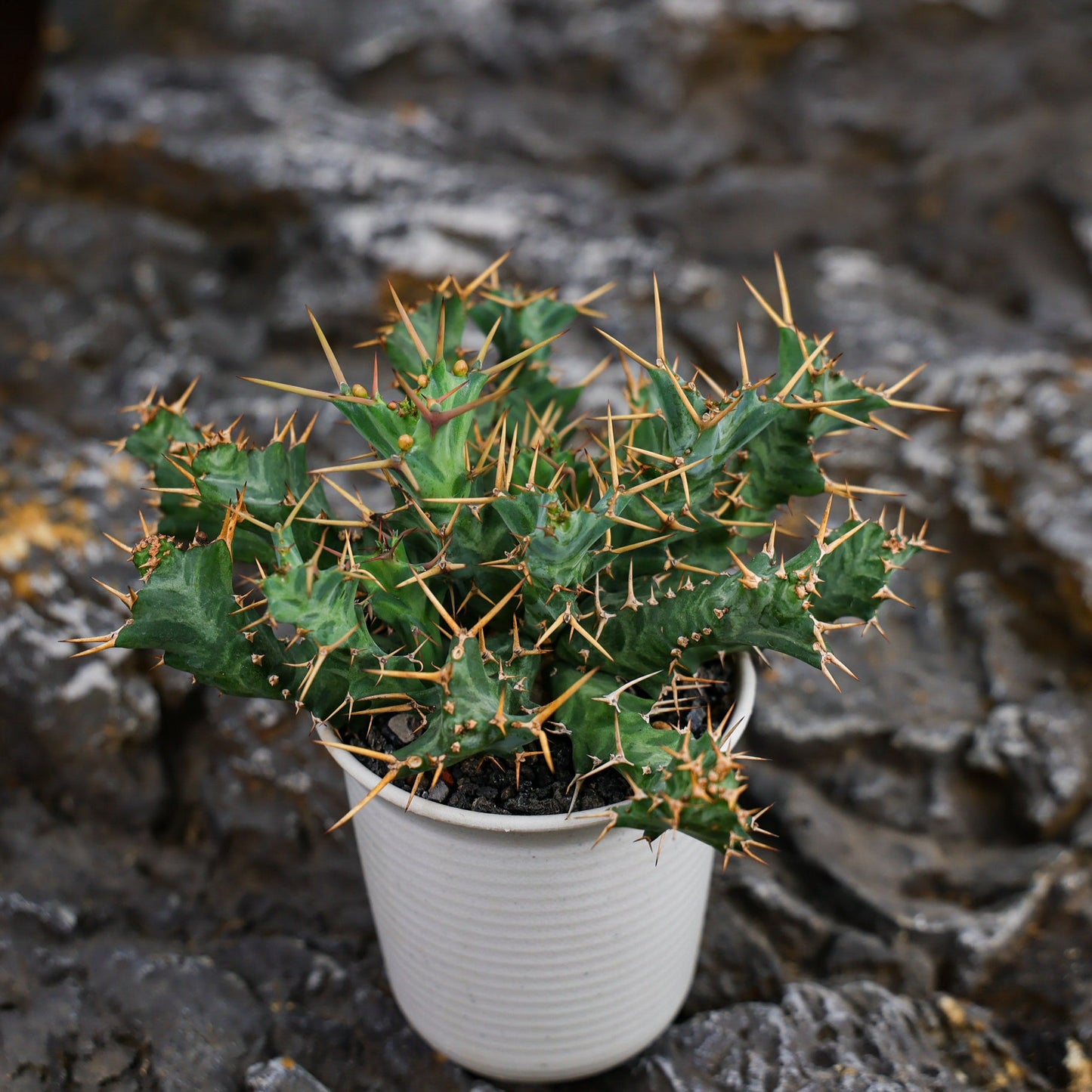 Euphorbia clavigera (blue multi-headed ssp.)