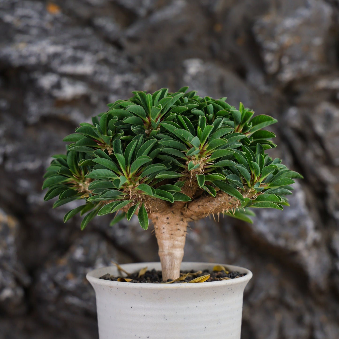 Euphorbia guillauminiana