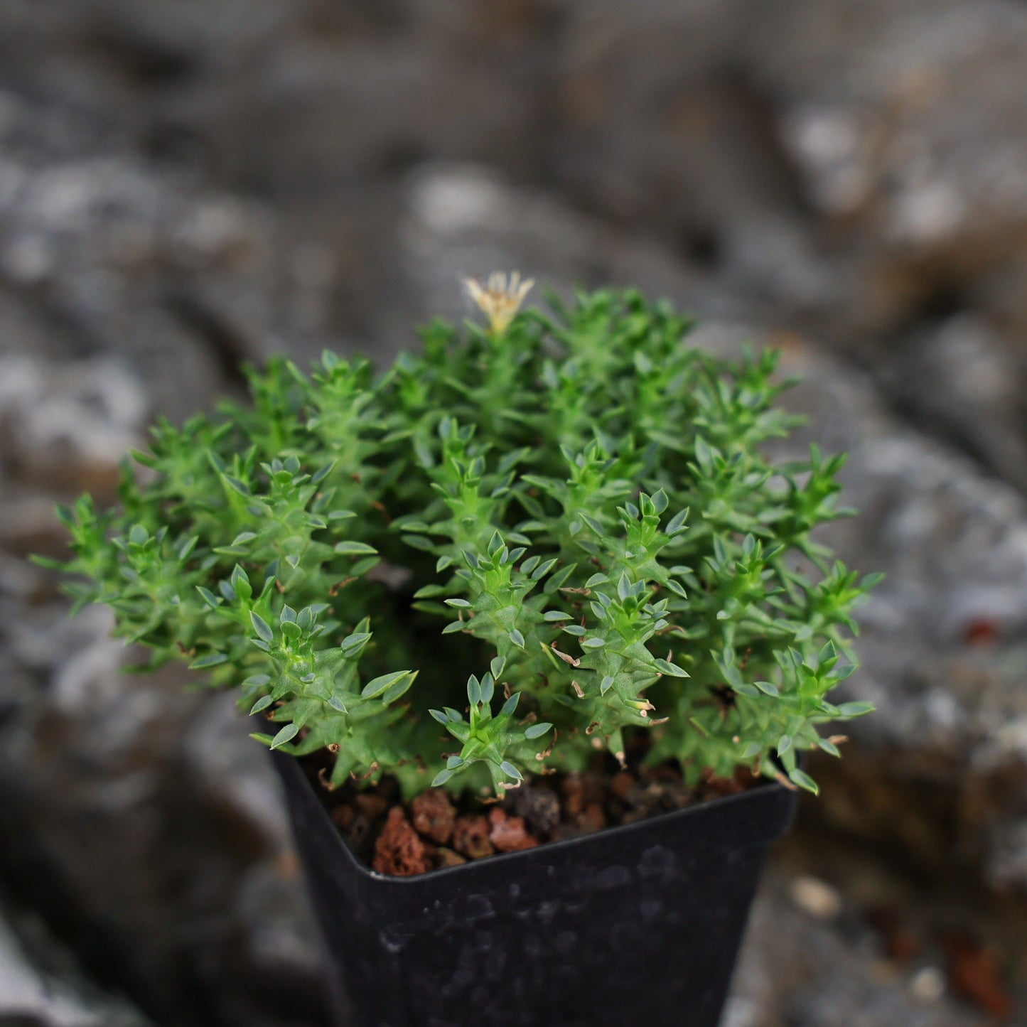 Euphorbia planiceps