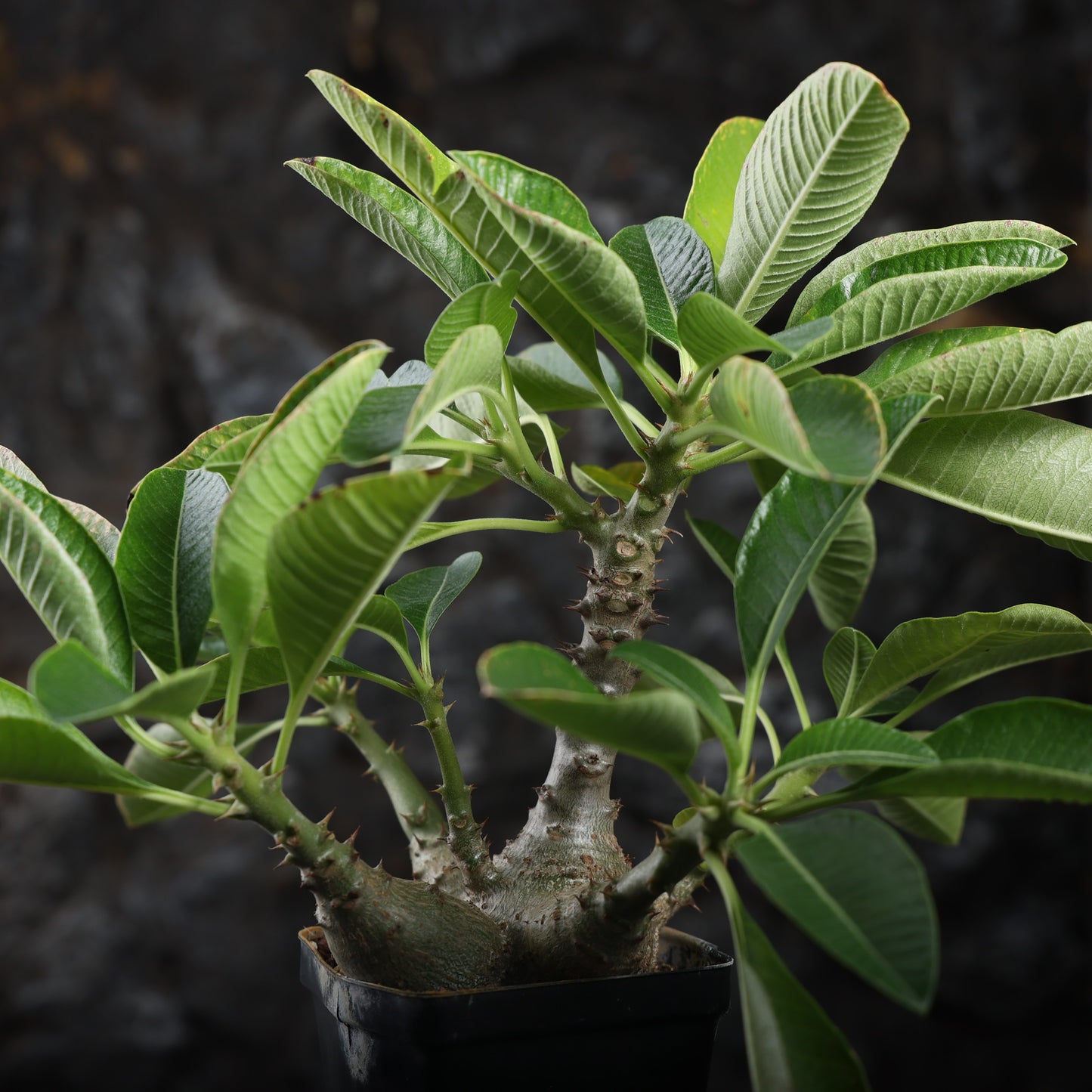 Pachypodium baronii var.windsorii