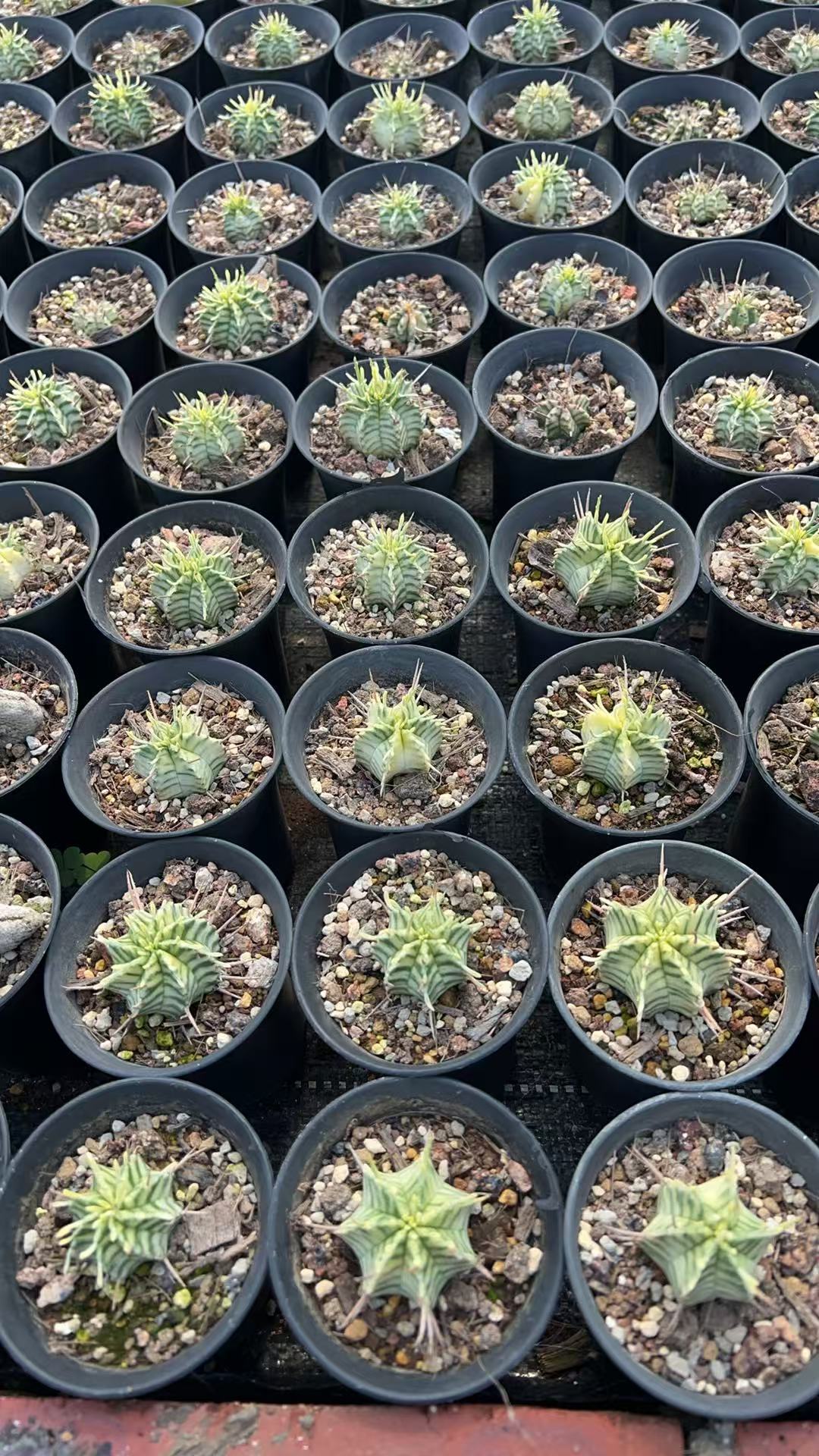 Euphorbia pulvinata 'Variegata' |Euphorbia meloformis 'Variegata'-Euphorbia-W4cm&W7.5cm-image-5