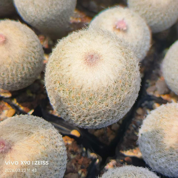 Epithelantha micromeris - BotanicalCollector