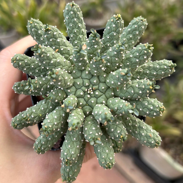 Euphorbia ramiglans