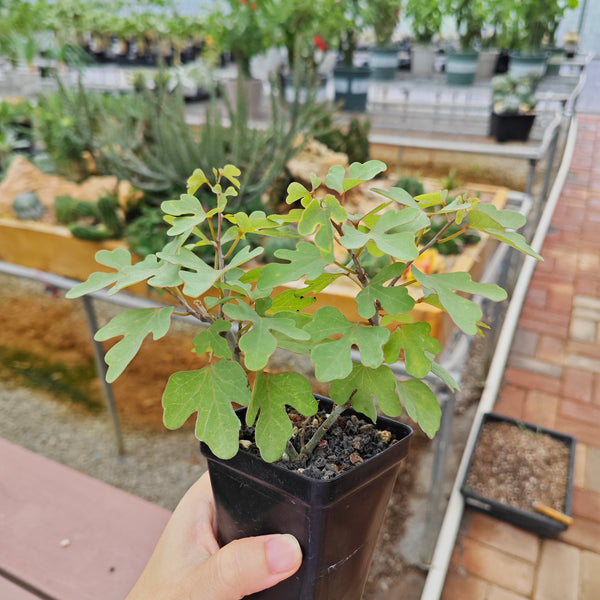 Adenia isaloensis — plant photograph 2