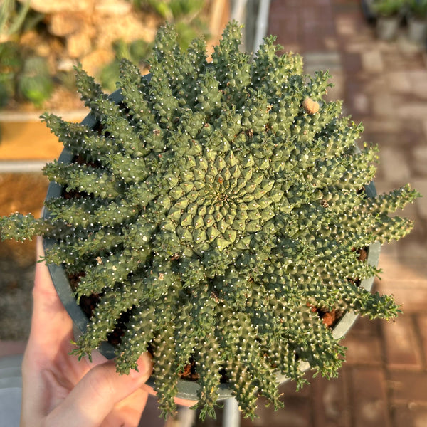 Euphorbia atroviridis — plant photograph 4