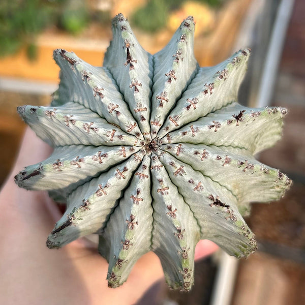 Euphorbia horrida