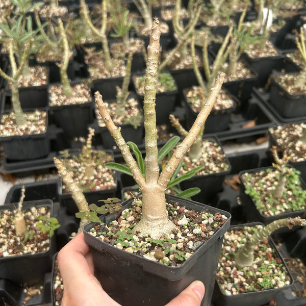 Adenium swazicum - BotanicalCollector