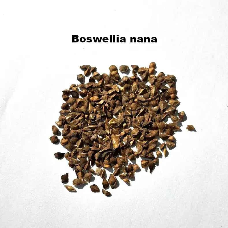 Boswellia nana Seeds-image-1